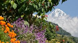 Colourful flowers and warm temperatures near Syauli Bazaar on the way to Gandruk.