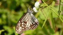 All kinds of butterflies increase the tropical atmosphere of the lower foothills of the Annapurnas.