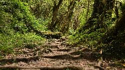 After Sinuwa, the trail enters a dense forest for two days, quite a different world than the rice terraces below and the open spaces higher up.