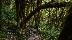 After a night of rain the small trails turn into small rivulets in the enchanted forest.