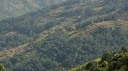 Millet and rice are grown on the terraces.