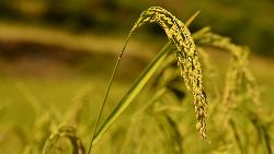 Rice, picturesque when grown on rice terraces and tasty when being served with lentils.