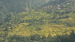At the foothills of the Annapurnas, rice terraces, forests and traditional houses are a common sight.