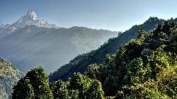 Dark green foliage catching the morning sun with Fishtail mountain rising high into the blue sky; from Kimrong the trail descends and steeply climbs up again to Chomroong.