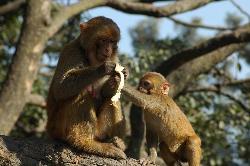 Monkey family enjoying a banana.