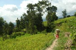 Small trails lead through the millet and rice.