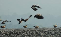 Migratory birds from Central Asia and Russia spend winter in Nepal.