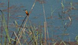 Birdlover's paradise; especially the smaller birds feature stunning colours.