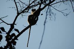 These monkeys can often be found near deer; the monkeys watch out for predators from trees...