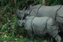 Female rhino with her baby; this is the moment where they get aggressive easily.