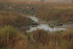 At dusk a rhino with her baby wades through the shallow creek.