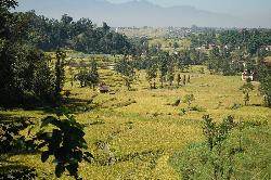 We pass the rice fields near Baktapur on the way to Nagarkot.