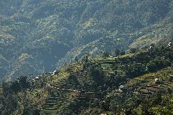 Rice terraces crawl up the hillsides as far as the eye can see.