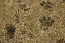 The tiger is the king of the jungle; we only see its' huge footprints in the sand. It is huge compared to the human foot next to it; and not surprising that a tiger easily killed three people in the last two months.