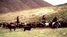 shepherds near Charkha La