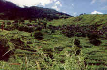 Juphal village