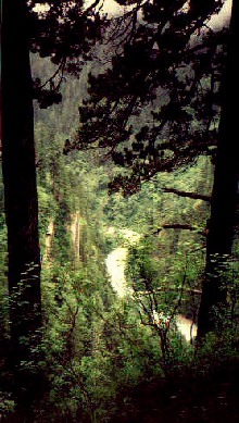 forest between Dunai and Ringmo