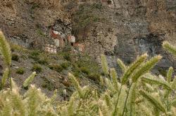 Abandoned monastery of Namgung above the barley fields.