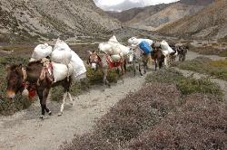 Our caravan on the way to Do Tarap, trying to find the pass.