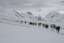 On the way to the crest at the left, horses having trouble in deeper snow.