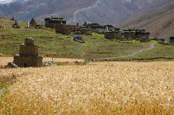 Barley fields in Do Tarap.