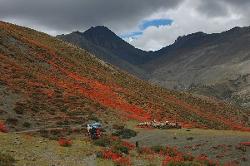 Near Namgung red bushes dotted the hillsides which contrasted starkly with the dark barren slopes above.