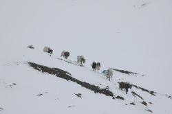 It's a miracle but the horses made it over the pass. They will spend a freezing night outside and have to descend steeper snowfields tomorrow - the horsemen are about to have a nervous breakdown but going back isn't an option either.