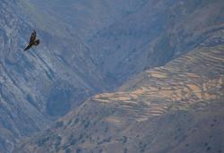 Eagle flies over the Sangda valley with the village and fields in the background. It looks temptingly close, but will be quite a hike to get there.