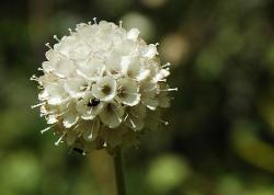 Flower near Ringmo in Dolpo Nepal.