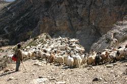 For the Hindu festival season goats are brought all the way from Tibet into Nepal's heartland - prices are rather high and even up here a goat already costs $100.