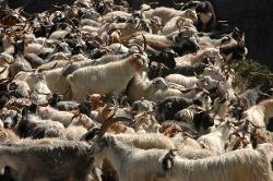 Thousands of sheep are driven down on the small trails today (and on any other day the next week), at narrow spots a traffic jam forces us to wait and be careful - these animals create rockfall.