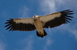 Himalayan griffon are huge, and sometimes fly quite low.