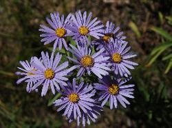 Himalayan Fleabane near Ringmo in Dolpo Nepal.