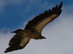 Kings of the sky, Himalayan griffon near Charkha.