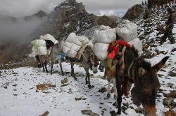 Mules and horses don't have trouble with snow or altitude, amazing animals.