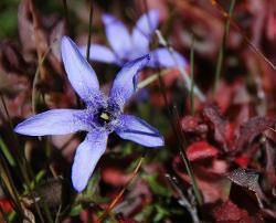 Low-growing trailing bellflower near Ringmo in Dolpo Nepal.