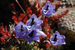 Musk larkspur looks very delicate but survives the cold nights at 4'500 meters quite well.