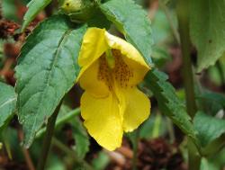 Rugged yellow balsam near Ringmo in Dolpo Nepal.