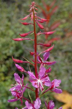 Slender lousewort near Ringmo Dolpo Nepal.