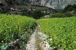 A small trail takes us through buckwheat fields to Ringmo, a large village.