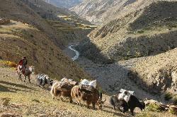 Yak caravan on the way to Do Tarap.