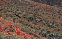 Yaks roam on the hillsides on their own.