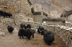 Yaks in Charkha.