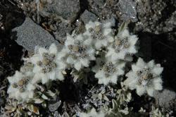 Higher up the edelweiss protects itself against the cold nights.