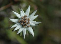 At the end of september some flowers are still out; like edelweiss.