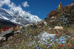 Langmuche peak rising above fields of gentians; the sidevalley does not see many tourists and is a good sidetrip from the main route back to Namche Bazaar.