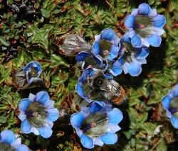 Nepal gentians; a little more round than the species from the Swiss alps.