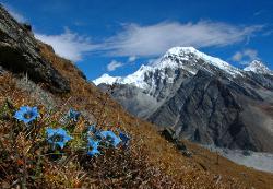 Gentian with Lobuche peak in the background.