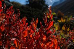 Intense colors at high altitude.