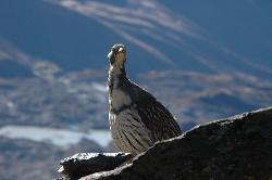 Tibetan snowcock peeking around the corner.